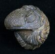 Bumpy, Enrolled Barrandeops (Phacops) Trilobite #10596-3